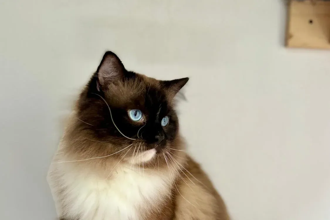 Ragdoll history, a seal mitted Ragdoll with blue eyes sitting on a wall perch, 2024