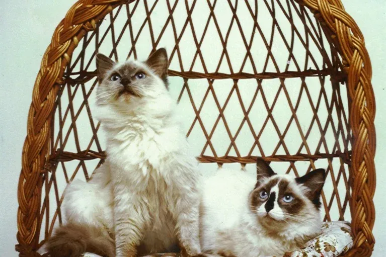 Ragdoll history, Barfield and Blossom, the first Ragdolls in France, in a wicker basket, 1986