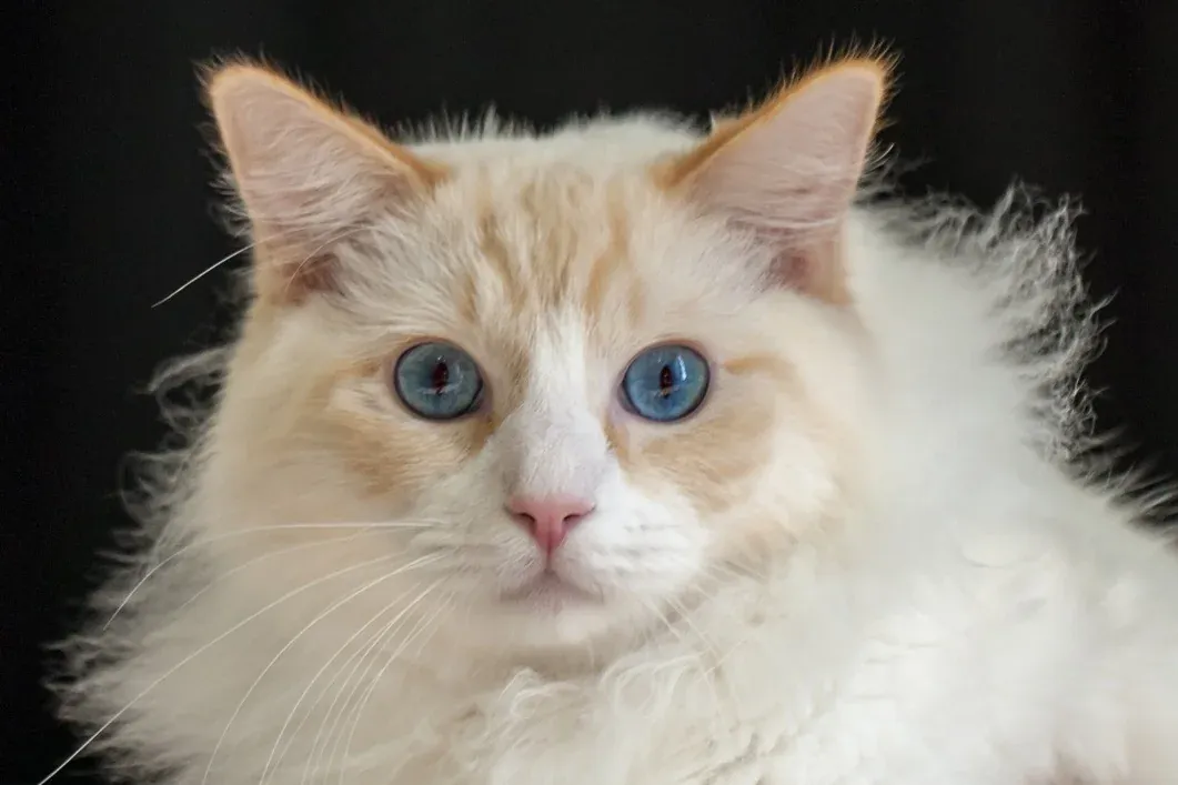 Ragdoll history, a red point Ragdoll held up at a cat show, Helsinki, 2013