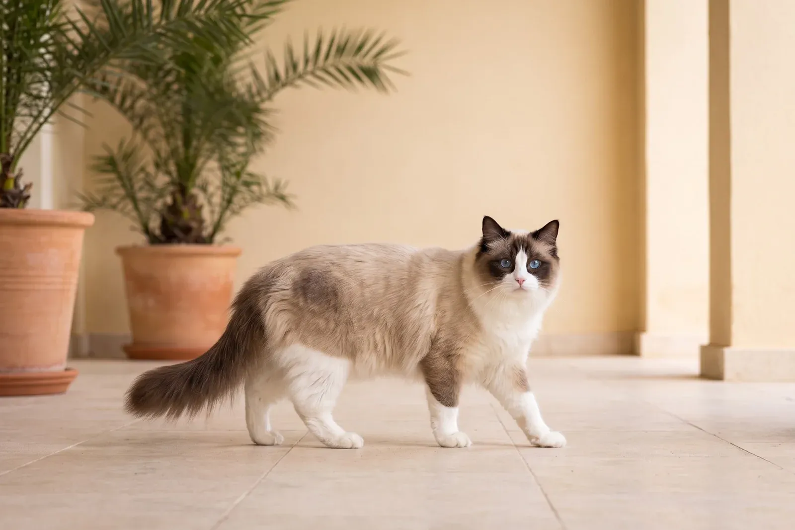Ragdoll history, the breed today, a seal bicolour adult on a shaded villa terrace, Dubai, 2026