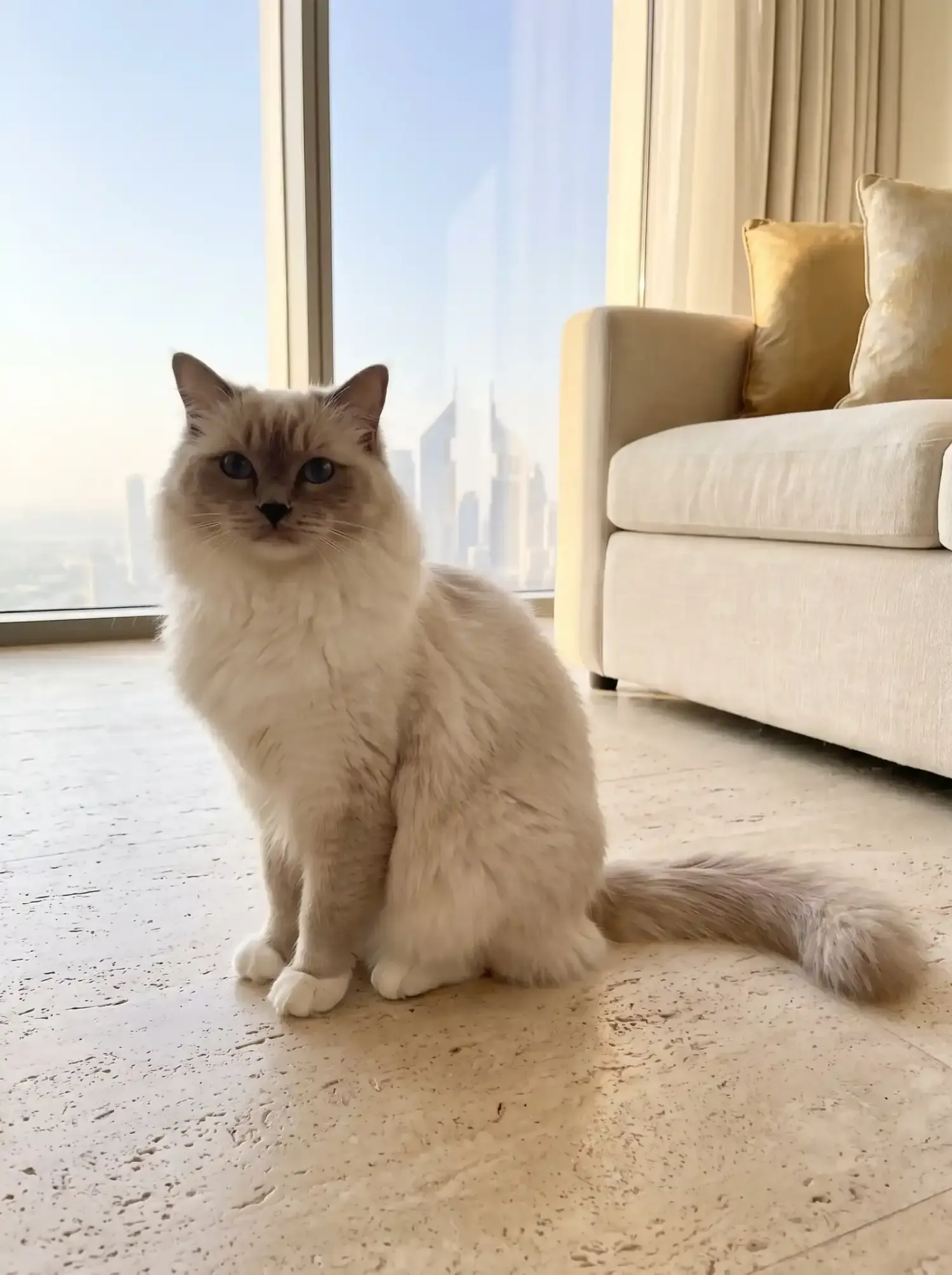 Ragdoll in Dubai, the same lilac mitted cat sitting in a bright flat, the skyline behind