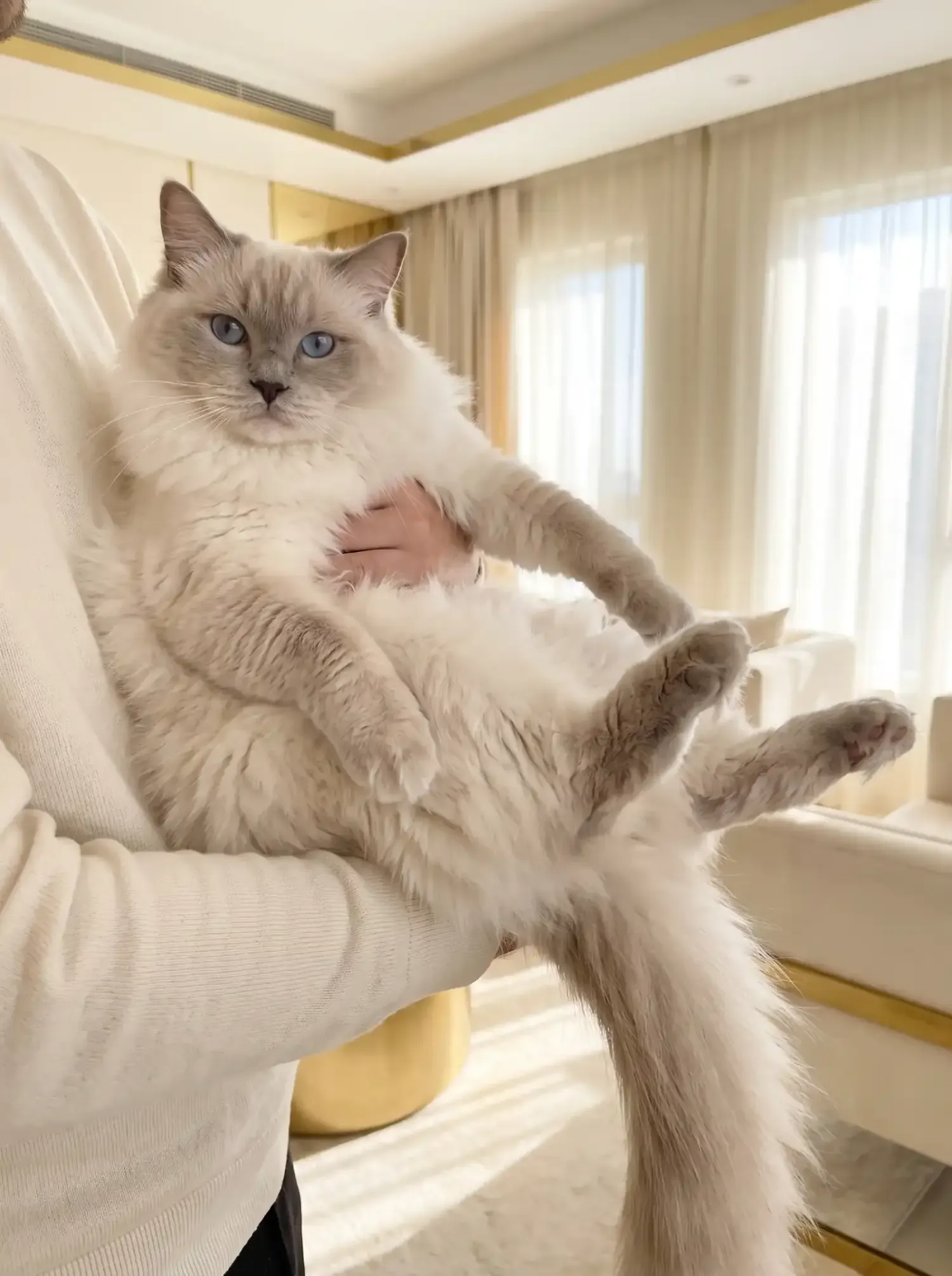 Ragdoll, a lilac point adult lying floppy on their back in a pet parent's arms