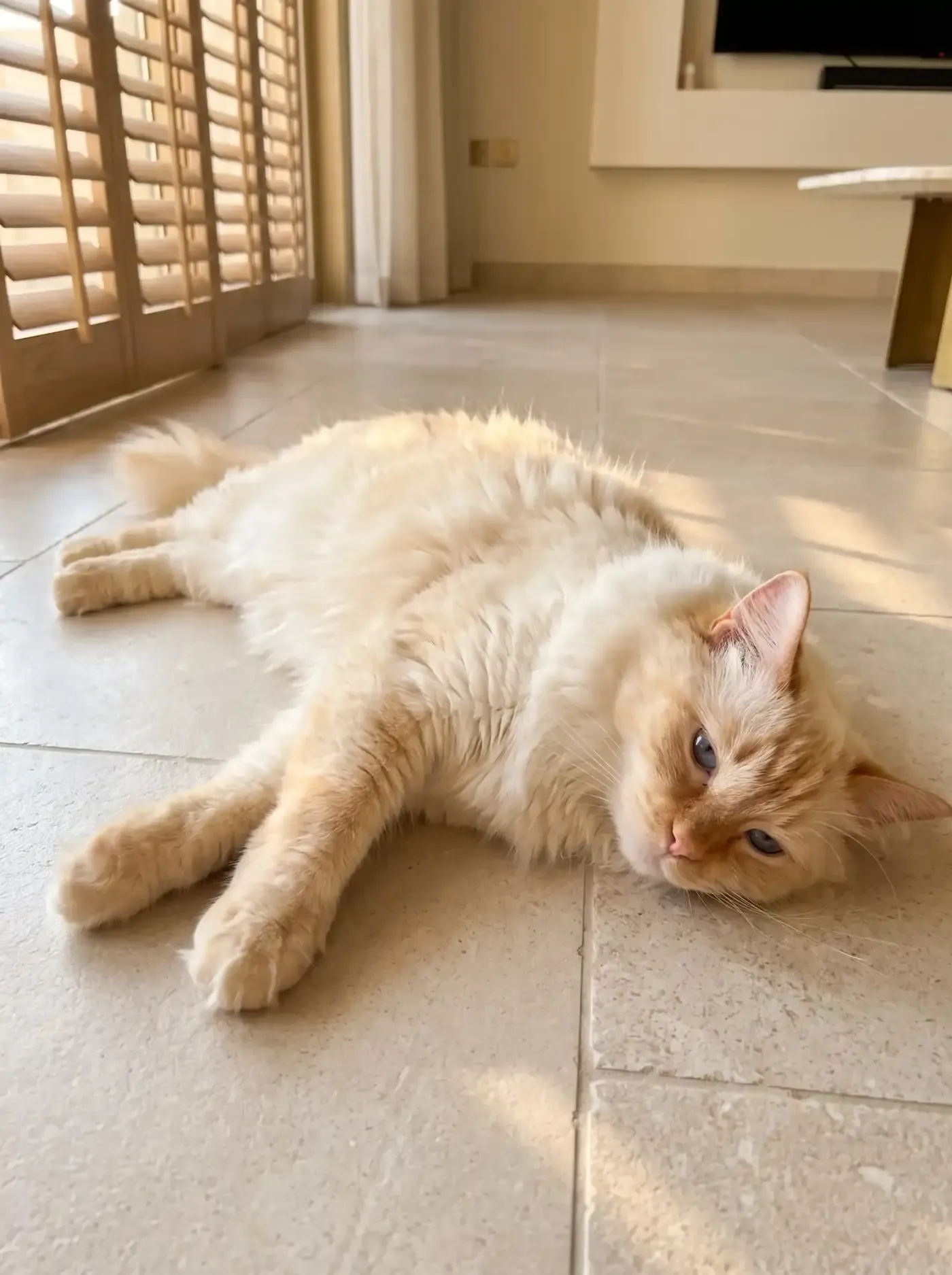 Ragdoll, a flame point adult stretched out on cool stone floor tiles in the afternoon