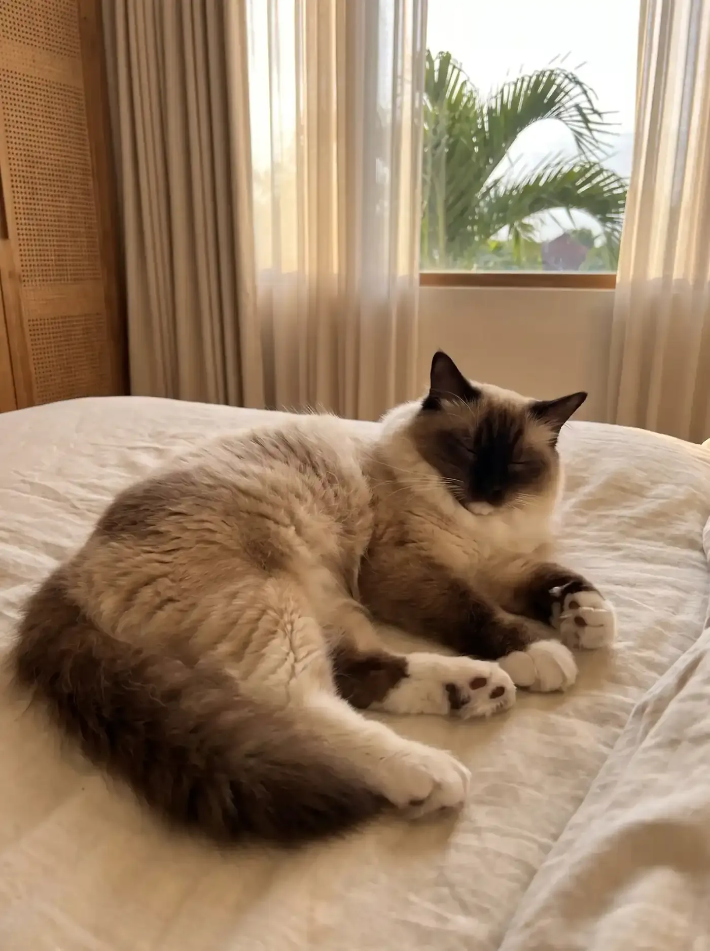 Ragdoll in Dubai, a seal mitted adult asleep on a linen bed, palms through the window