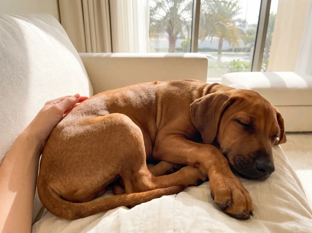 Rhodesian Ridgeback in Dubai, a red wheaten puppy asleep in a pet parent's lap on a cream sofa, palms outside