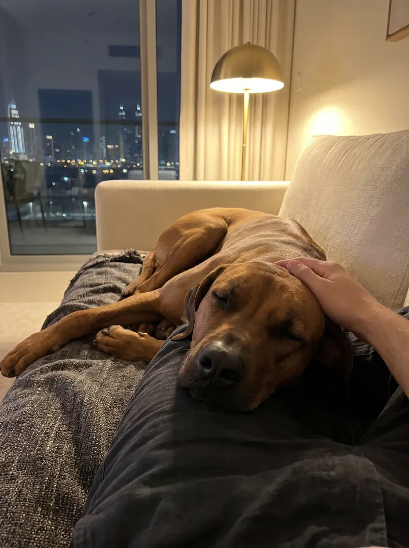 Rhodesian Ridgeback in Dubai, a red wheaten adult asleep against a knee, a brass lamp and the lit skyline behind