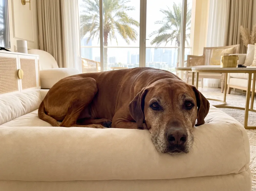Rhodesian Ridgeback in Dubai, an older liver-nosed dog with a greying muzzle resting on a cream bed, palms outside