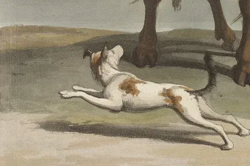 Rhodesian Ridgeback history, a dog of the Kora Khoikhoi running past an ox, an aquatint, southern Africa, 1804