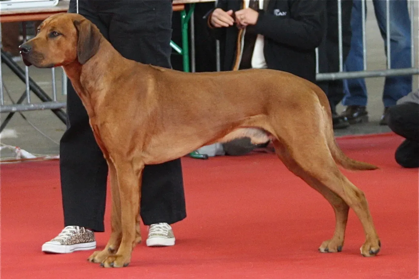 Rhodesian Ridgeback history, a red wheaten Ridgeback standing at a dog show, a photograph, 2012
