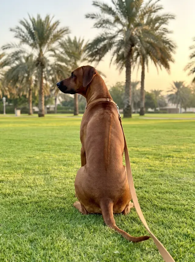 Rhodesian Ridgeback in Dubai, a red wheaten adult on a long line in a park at dawn, the ridge showing, palms behind