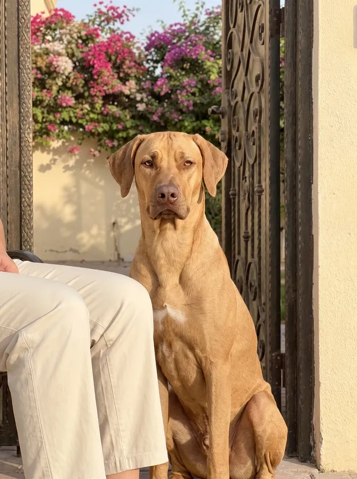 Rhodesian Ridgeback, a liver-nosed wheaten adult sitting calmly by a pet parent at a villa gate