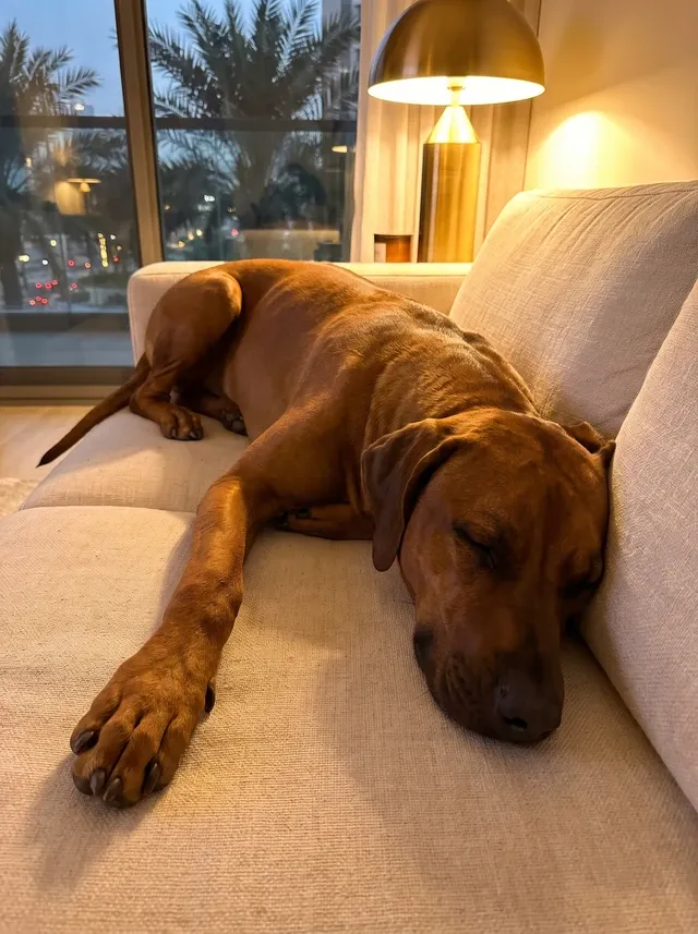 Rhodesian Ridgeback in Dubai, a liver-nosed wheaten adult asleep on a linen sofa by lamp light, palms outside