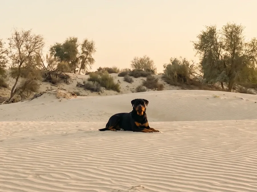 Rottweiler in Dubai, lying head up on pale desert sand among ghaf trees
