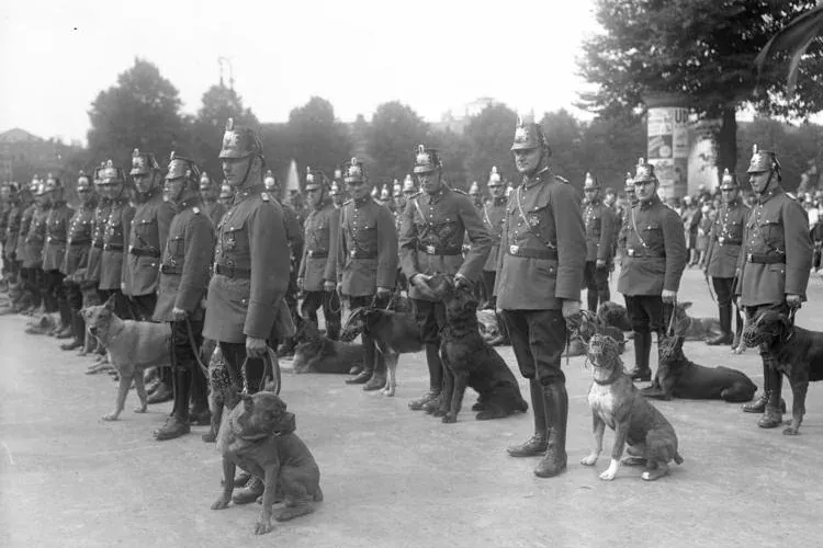 Rottweiler history, police dog handlers lined up with their dogs at a demonstration, Germany, May 1931