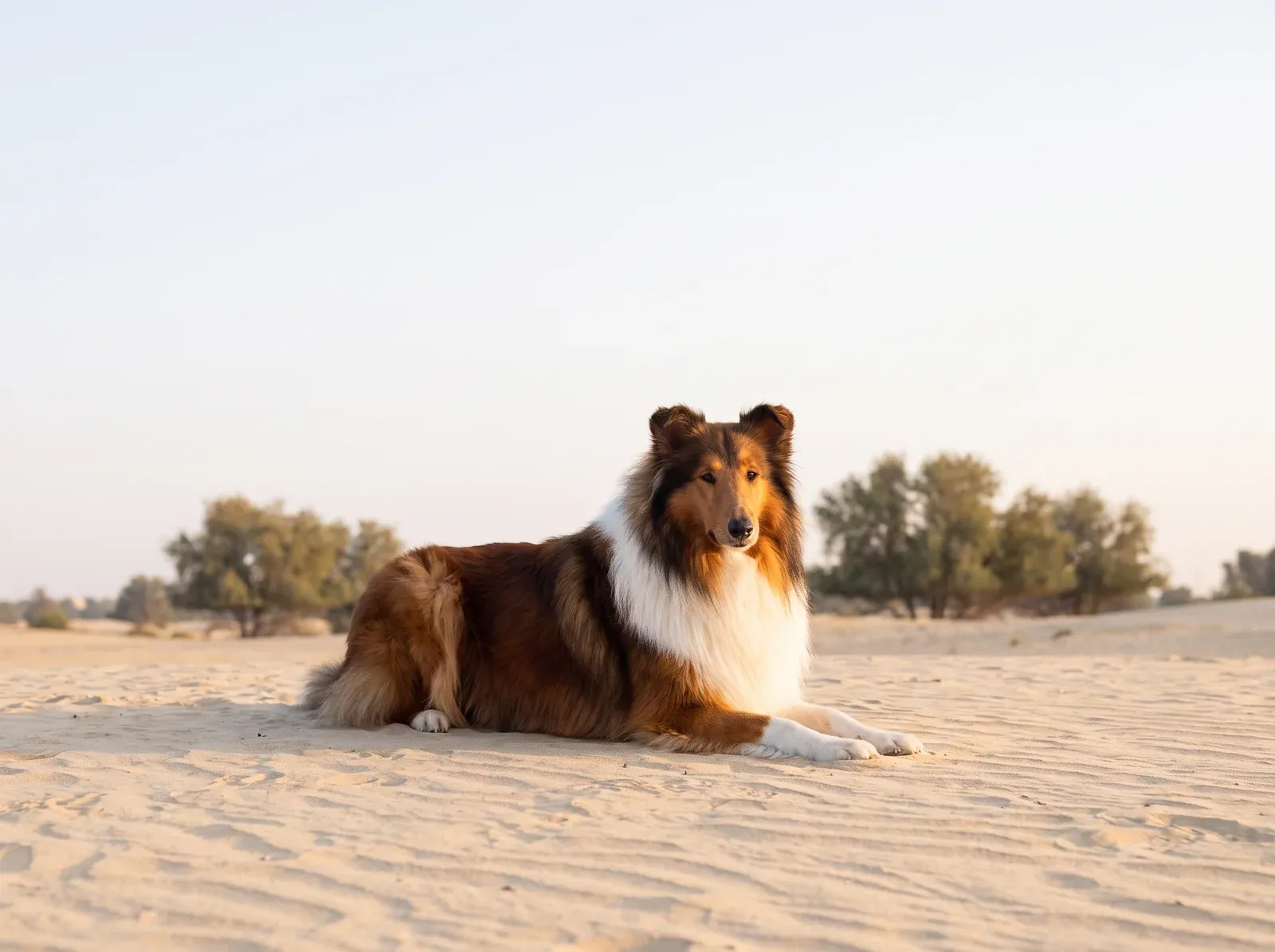 Rough Collie in Dubai, a mahogany sable adult lying on pale desert sand among ghaf trees at dawn