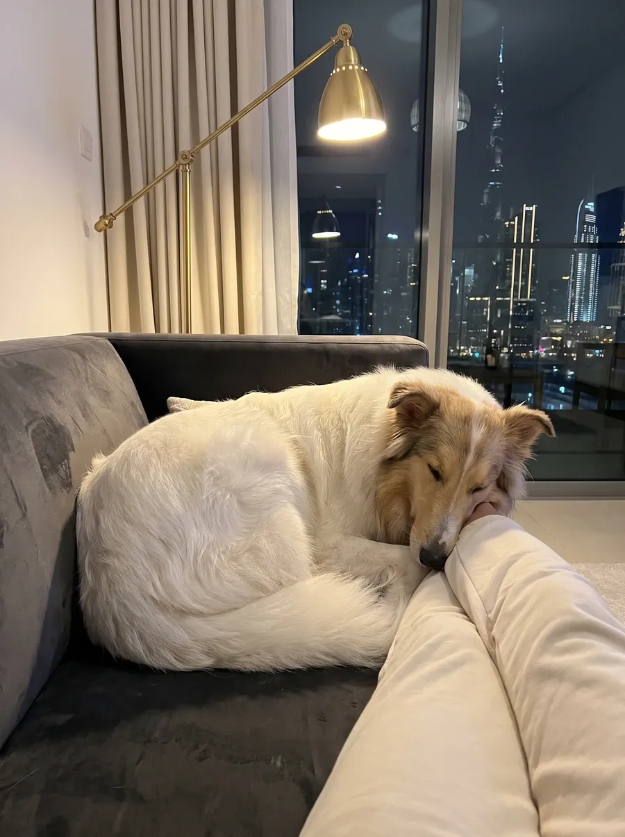 Rough Collie in Dubai, a white adult asleep on a charcoal sofa against a pet parent's knee, the skyline at night