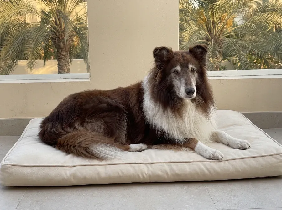 Rough Collie in Dubai, an older dog with a greying muzzle resting on a cream bed on a terrace, date palms behind