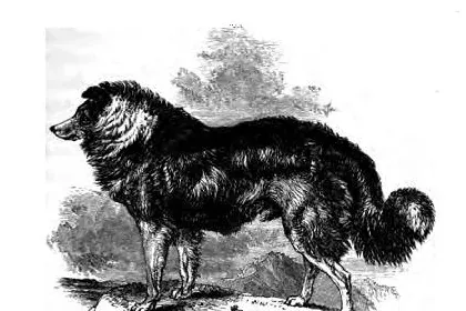 Rough Collie history, engraving of a long-coated Scotch sheepdog or colley on a hillside, Scotland, 1859