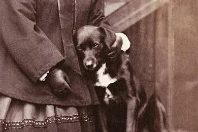 Rough Collie history, Queen Victoria's collie Sharp sitting beside the Queen, Balmoral, Scotland, 1867