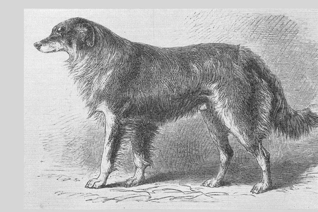 Rough Collie history, engraving of Carlyle, one of the founding collies, London, 1888