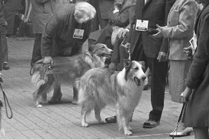 Rough Collie history, two collies at the Winner dog show, Amsterdam, Netherlands, 1960