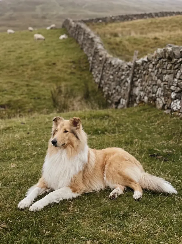 Rough Collie, a pale gold sable adult lying on a Scottish hillside by a stone wall, sheep behind