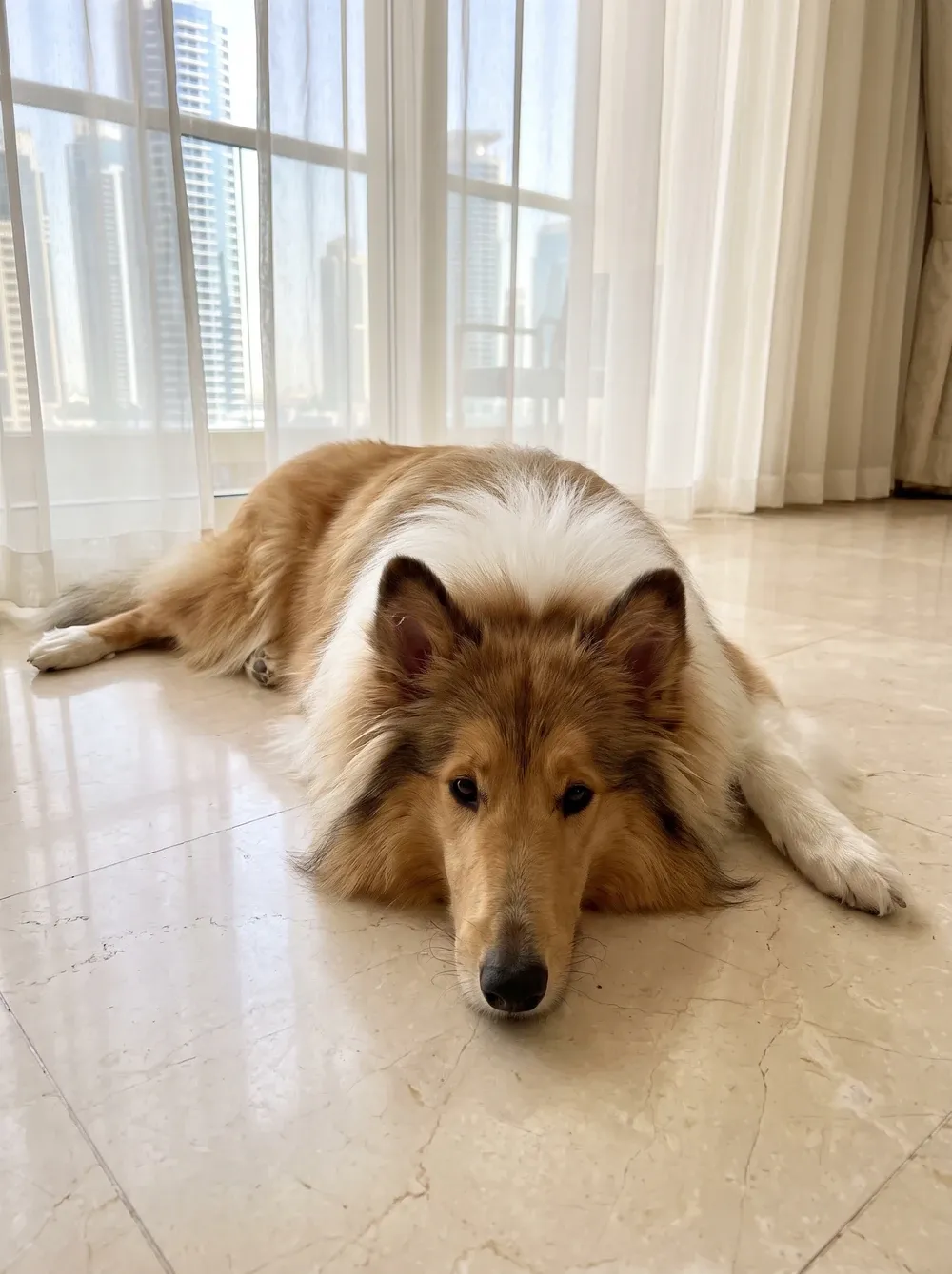 Rough Collie in Dubai, a golden sable adult lying flat on cool marble tiles, towers through the window