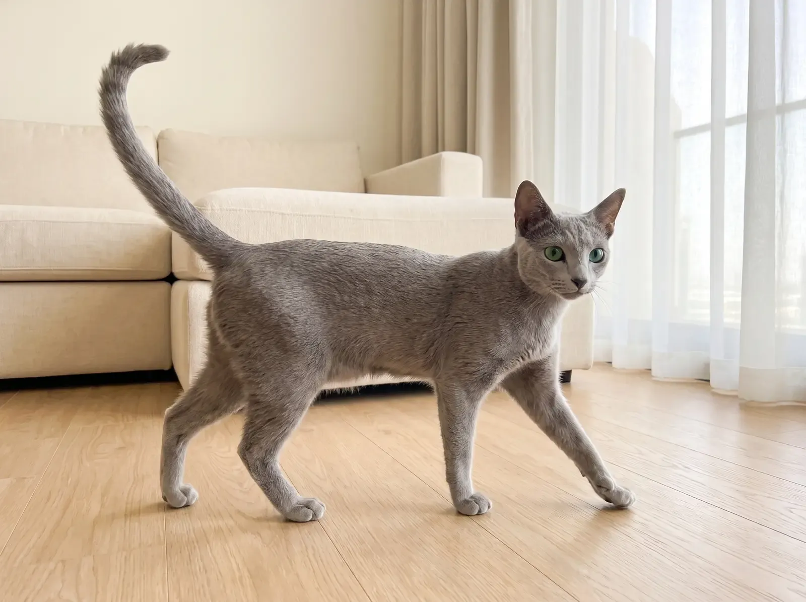 Russian Blue, a slim blue-grey young adult walking across a timber floor, side-on
