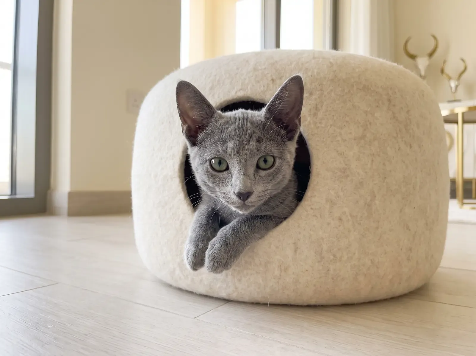 Russian Blue, a blue-grey kitten peeking out of a covered felt cat bed