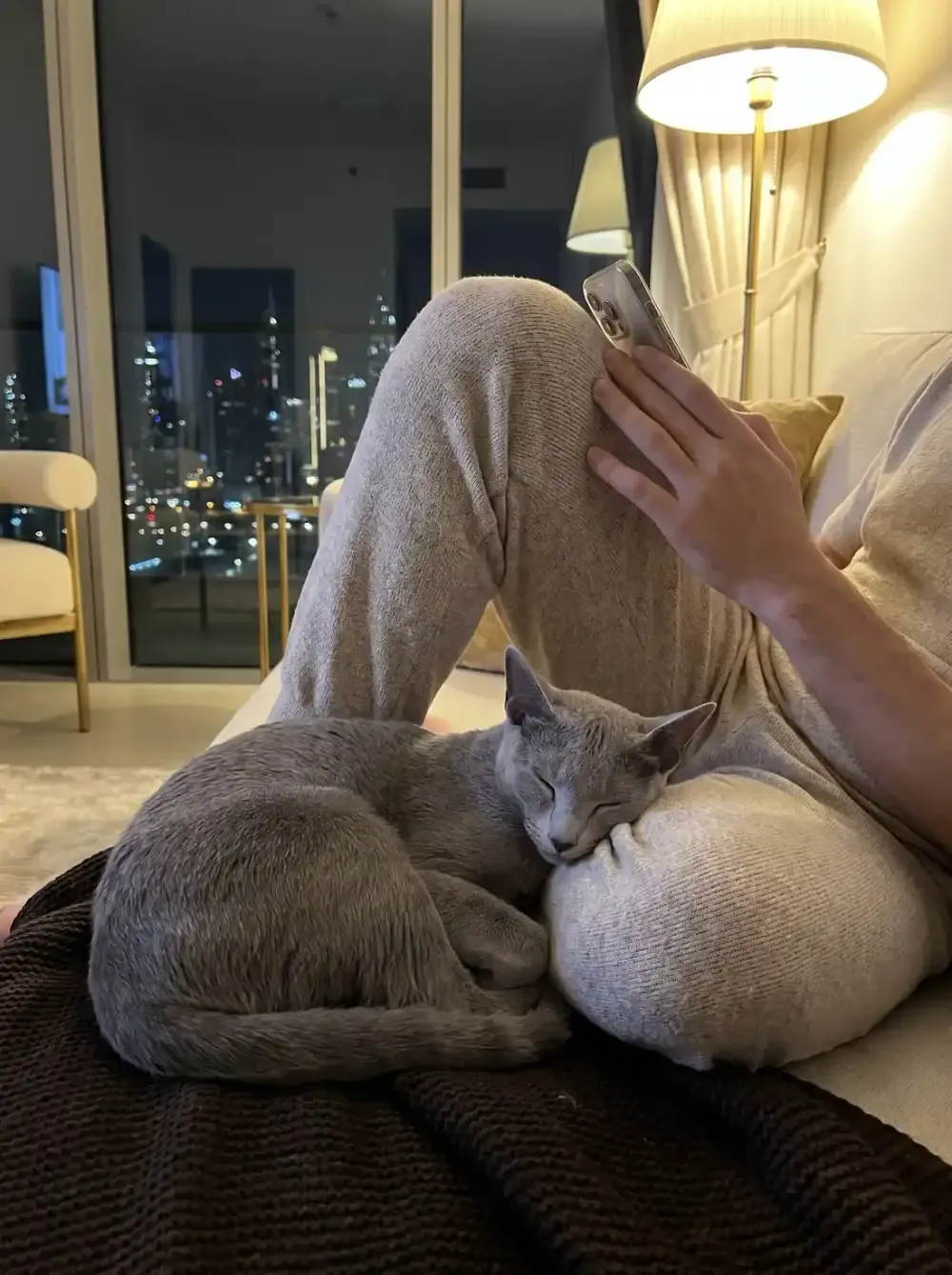Russian Blue in Dubai, a silver-blue cat asleep against a knee at night, the skyline lit behind