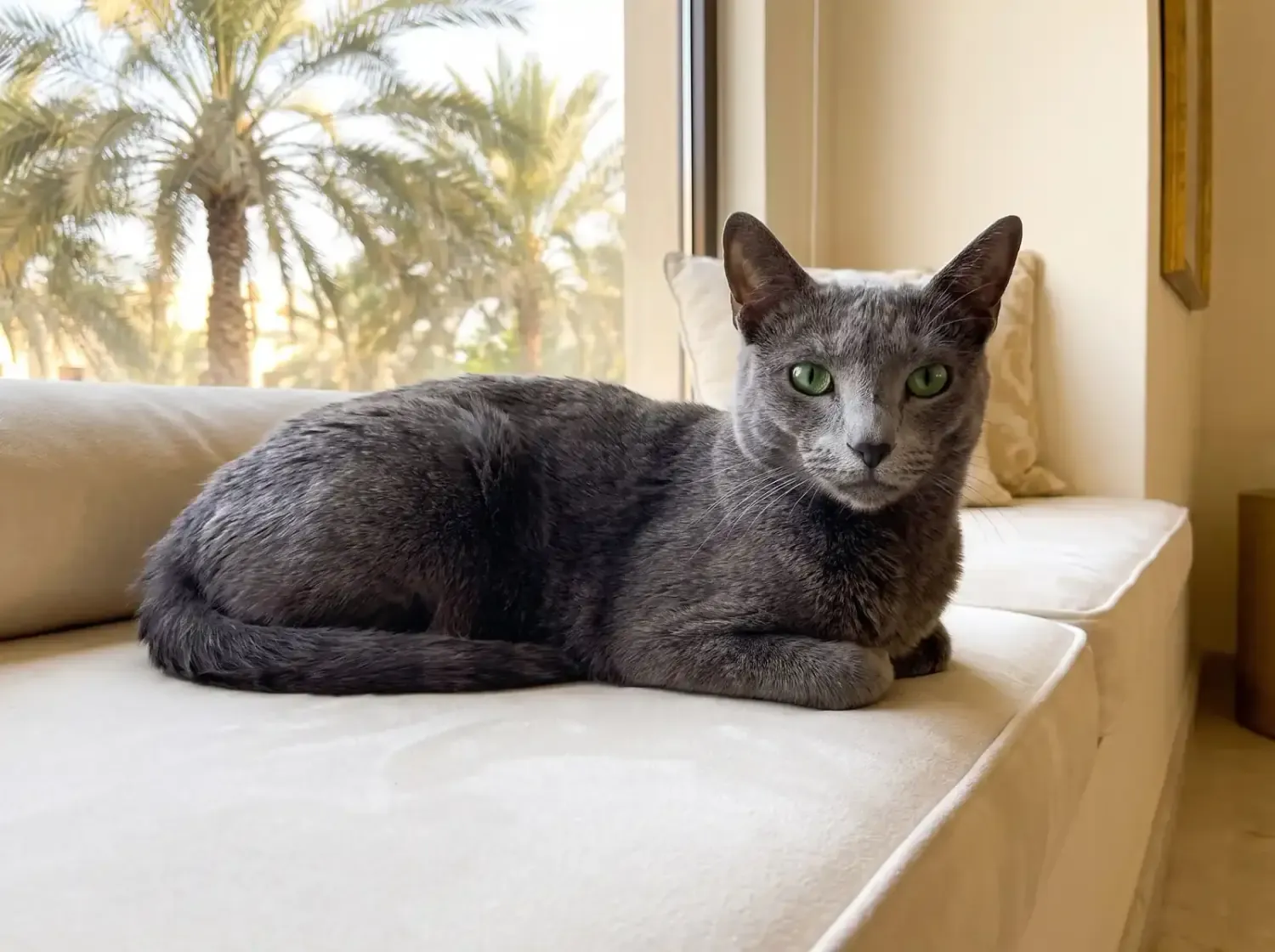Russian Blue in Dubai, an older slate blue cat resting on a window seat, date palms outside
