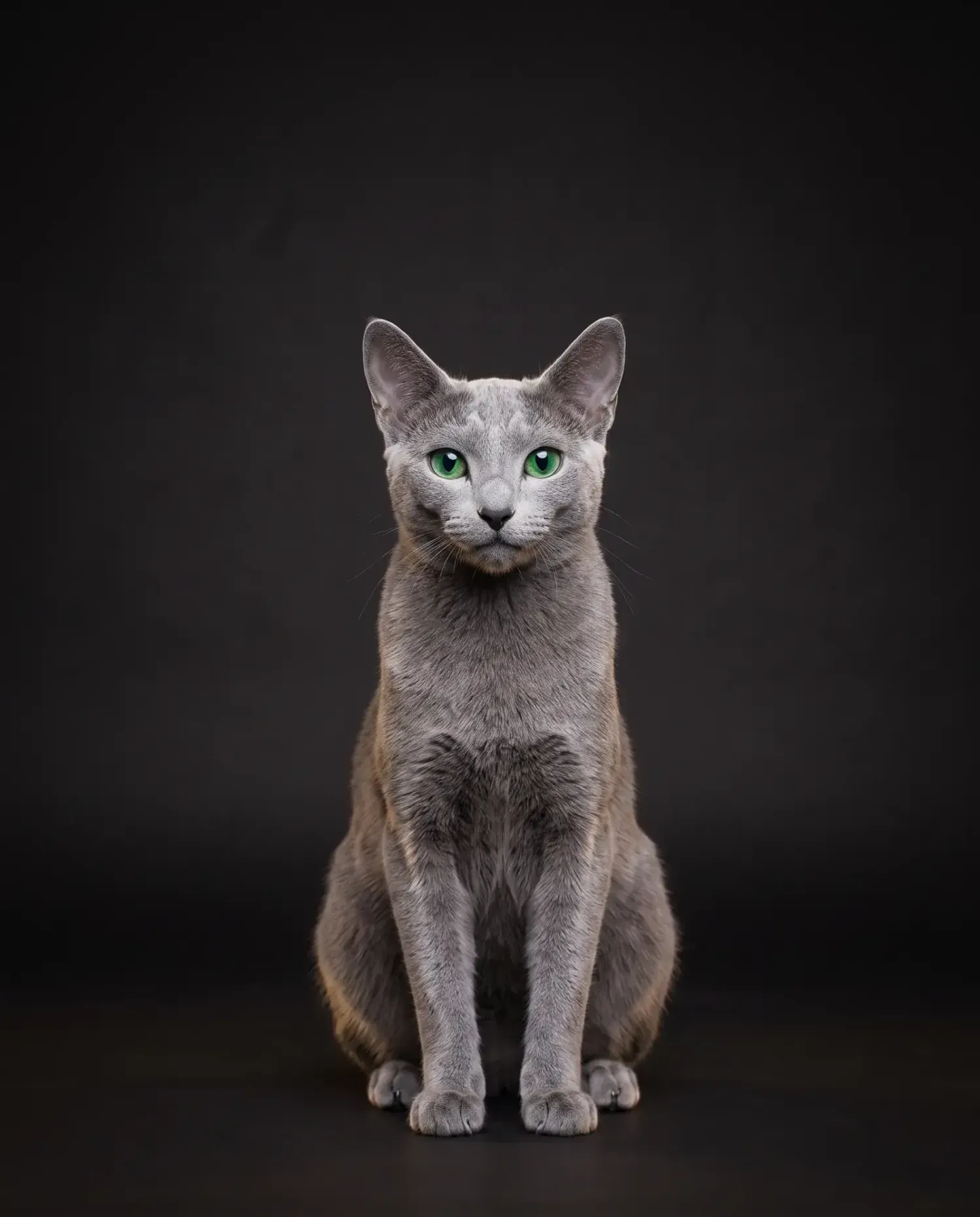 Russian Blue in Dubai, studio portrait of a slim blue-grey adult with green eyes, sitting