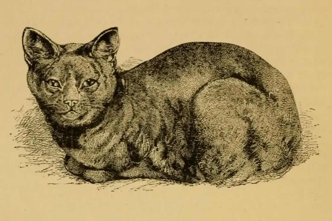 Russian Blue history, an engraving of the Archangel Blue Cat lying down, from Harrison Weir's Our Cats, 1889
