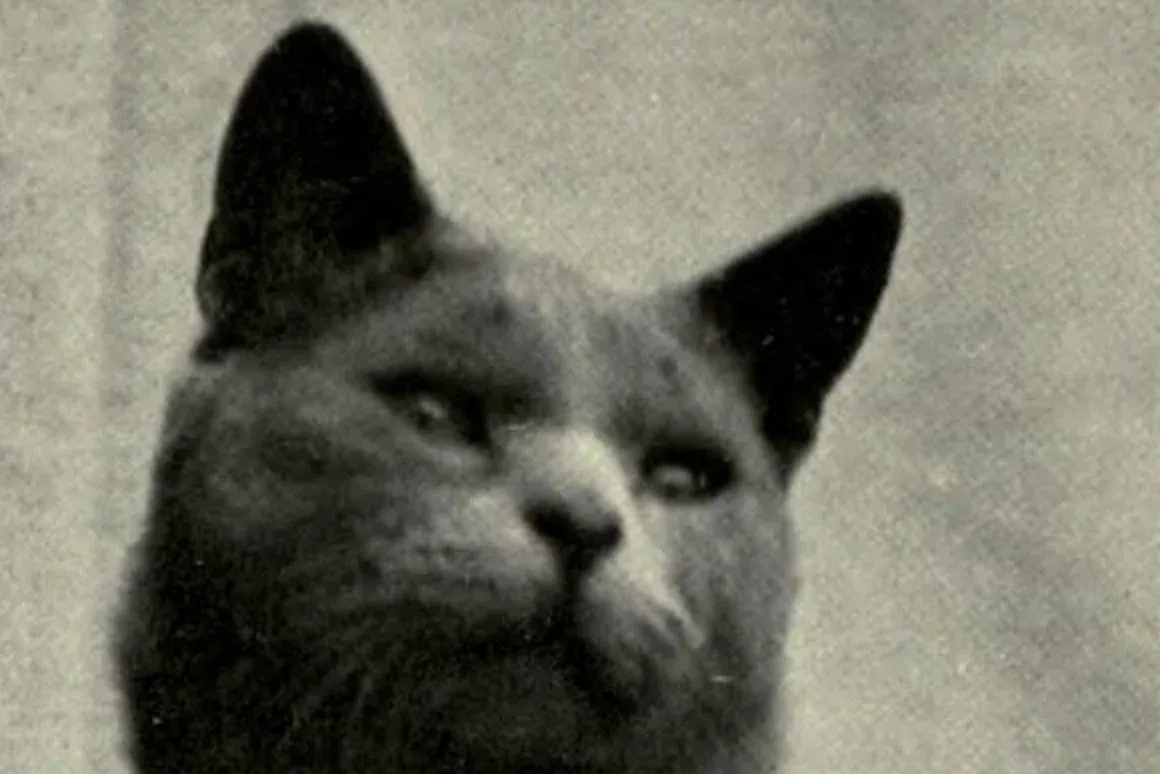 Russian Blue history, Bayard, a blue male with large upright ears, from The Book of the Cat, 1903