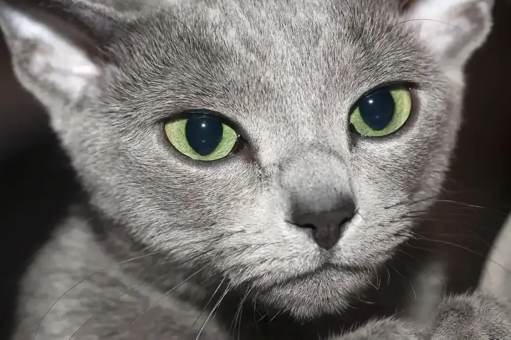 Russian Blue history, a green-eyed male at a cat show, Moscow, 2011
