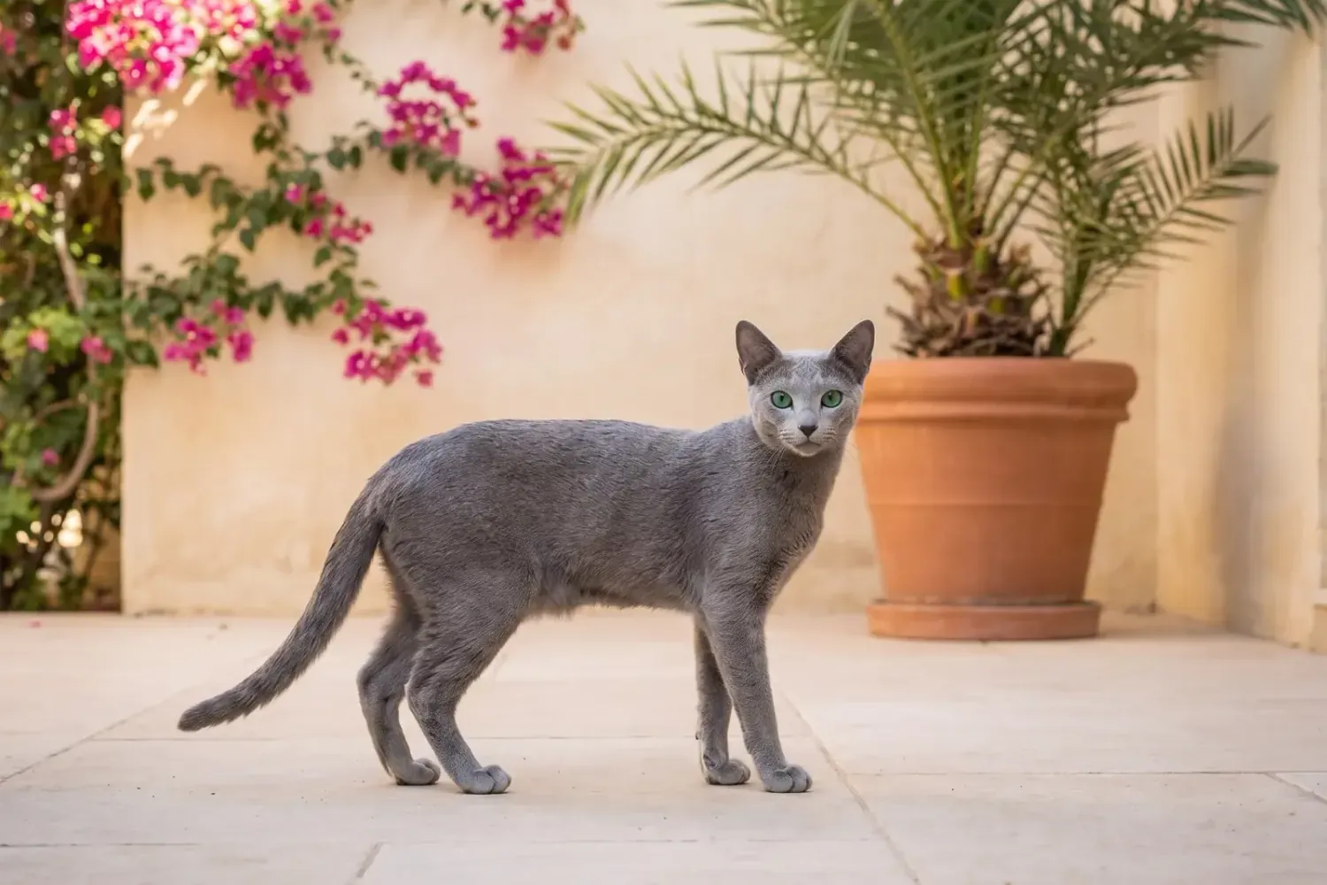 Russian Blue history, the breed today, a blue-grey adult in a villa courtyard, Dubai, today