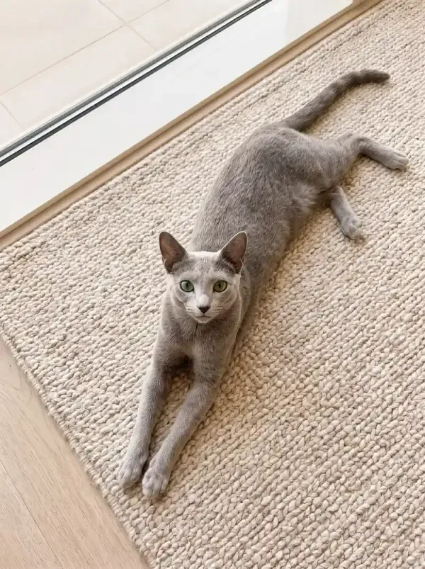 Russian Blue, a slim blue-grey cat stretched out on a wool rug, seen from above