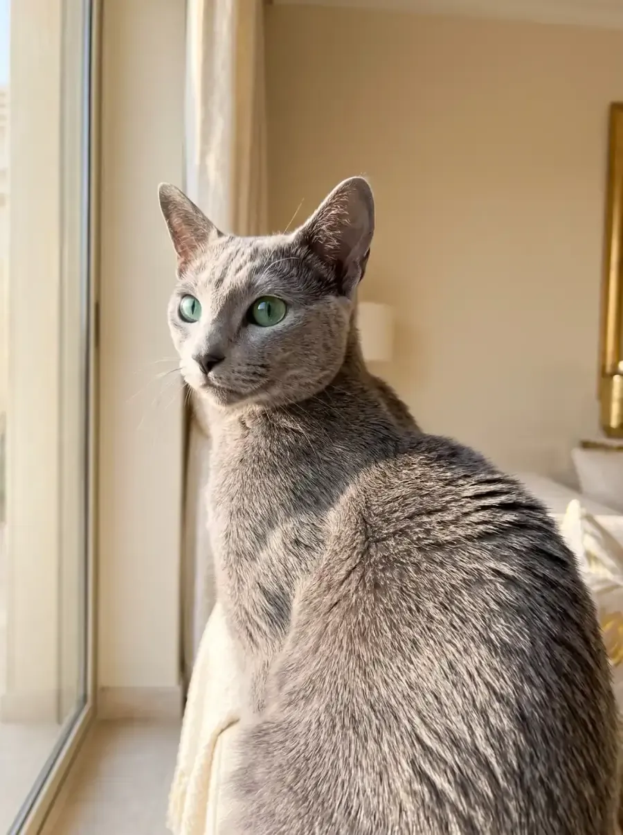 Russian Blue, a close view of the dense silver-tipped blue coat in window light