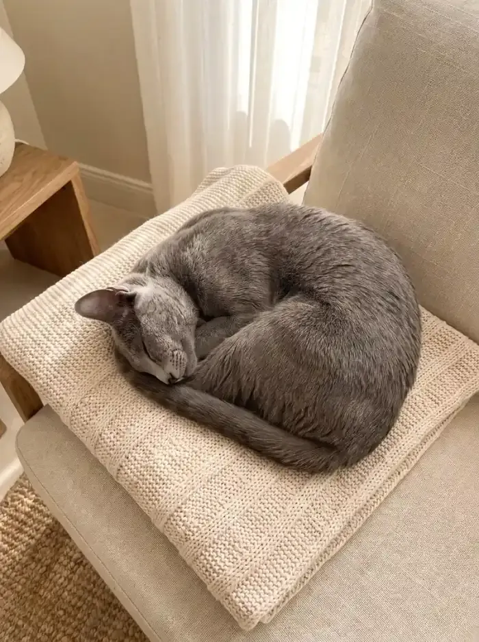 Russian Blue, a slate blue cat curled up asleep on a cream blanket on an armchair