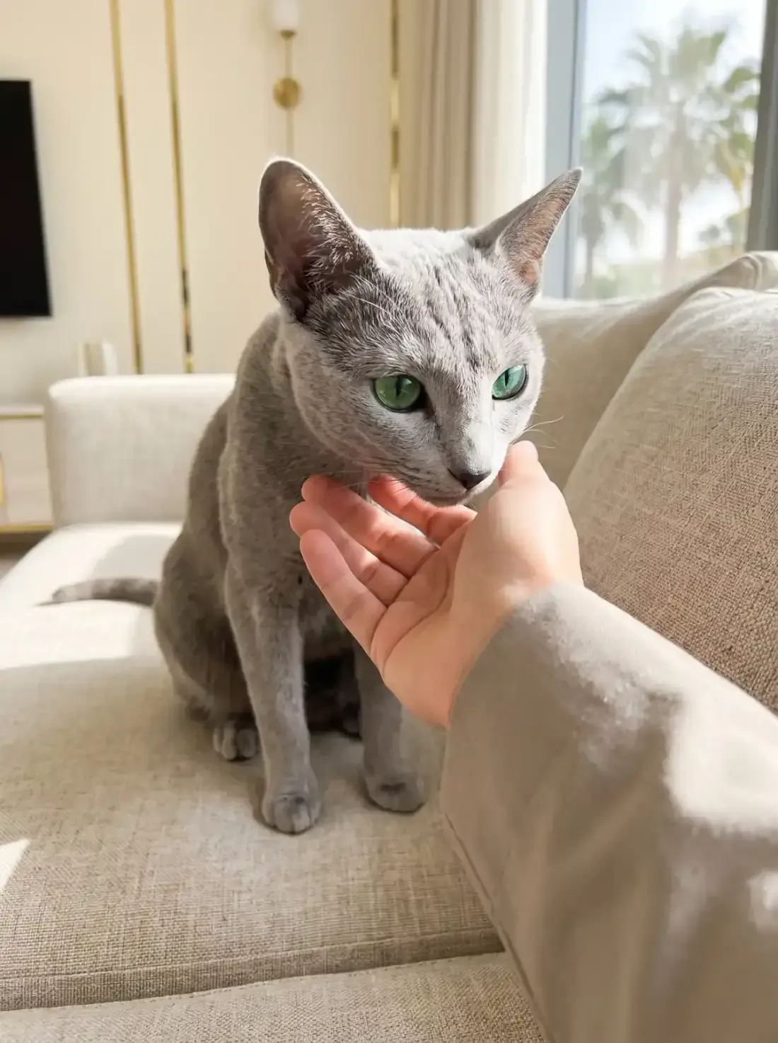 Russian Blue in Dubai, a grey cat on a sofa sniffing a visitor's open hand, palms through the window