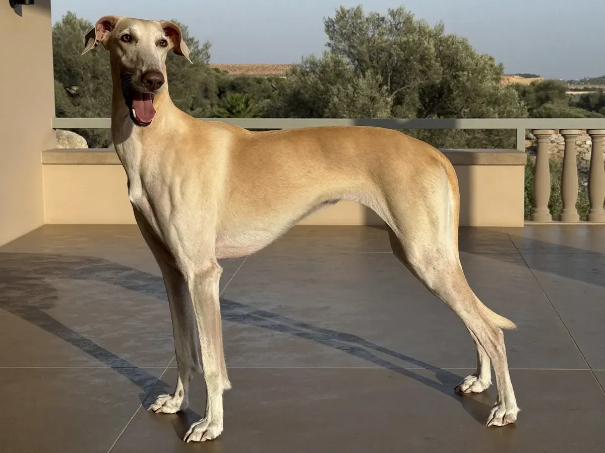 Saluki, a smooth-coated cream adult standing on a shaded villa terrace