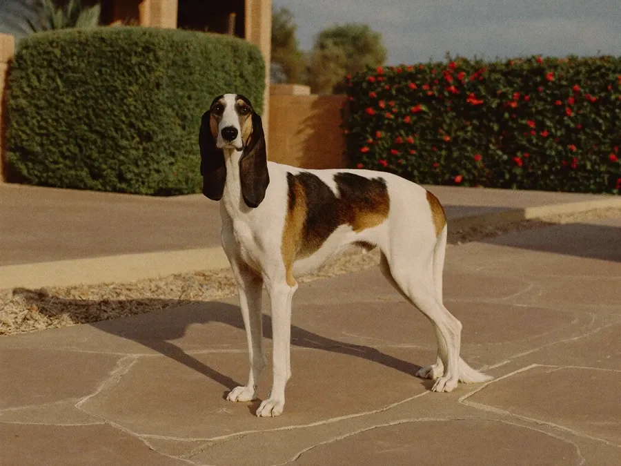 Saluki, a tricolour adult, white with black and tan patches, standing on a garden path