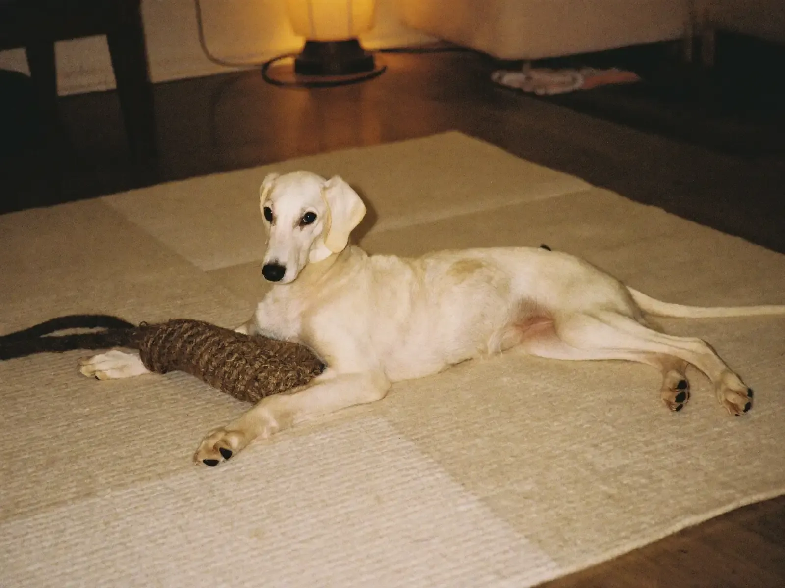 Saluki, a white puppy lying on a rug beside a rope toy at home