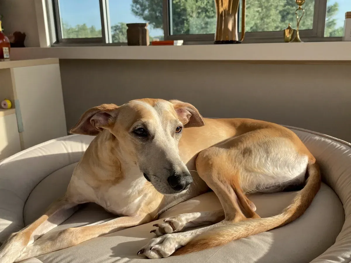 Saluki, an older fawn dog with a greying muzzle resting on a round bed in a sunny home