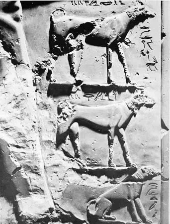Saluki history, slender hounds on a relief of King Intef, ancient Egypt, Egyptian Museum, Cairo