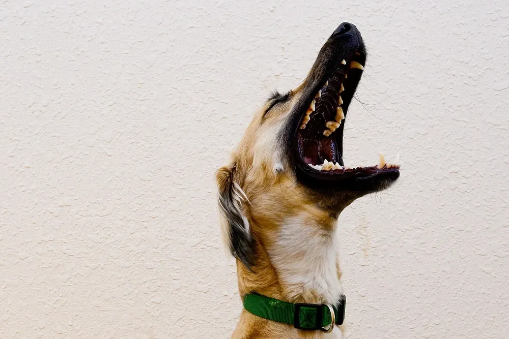Saluki history, a feathered adult yawning with head tipped back, Qatar, 2019