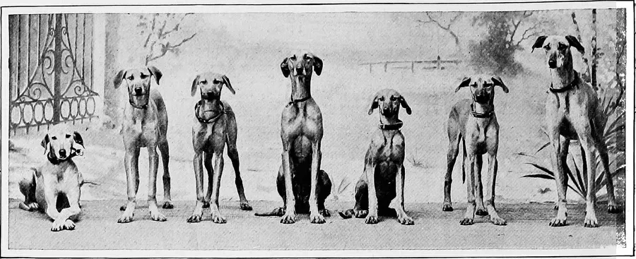 Saluki history, a row of dogs photographed for The New Book of the Dog, 1907