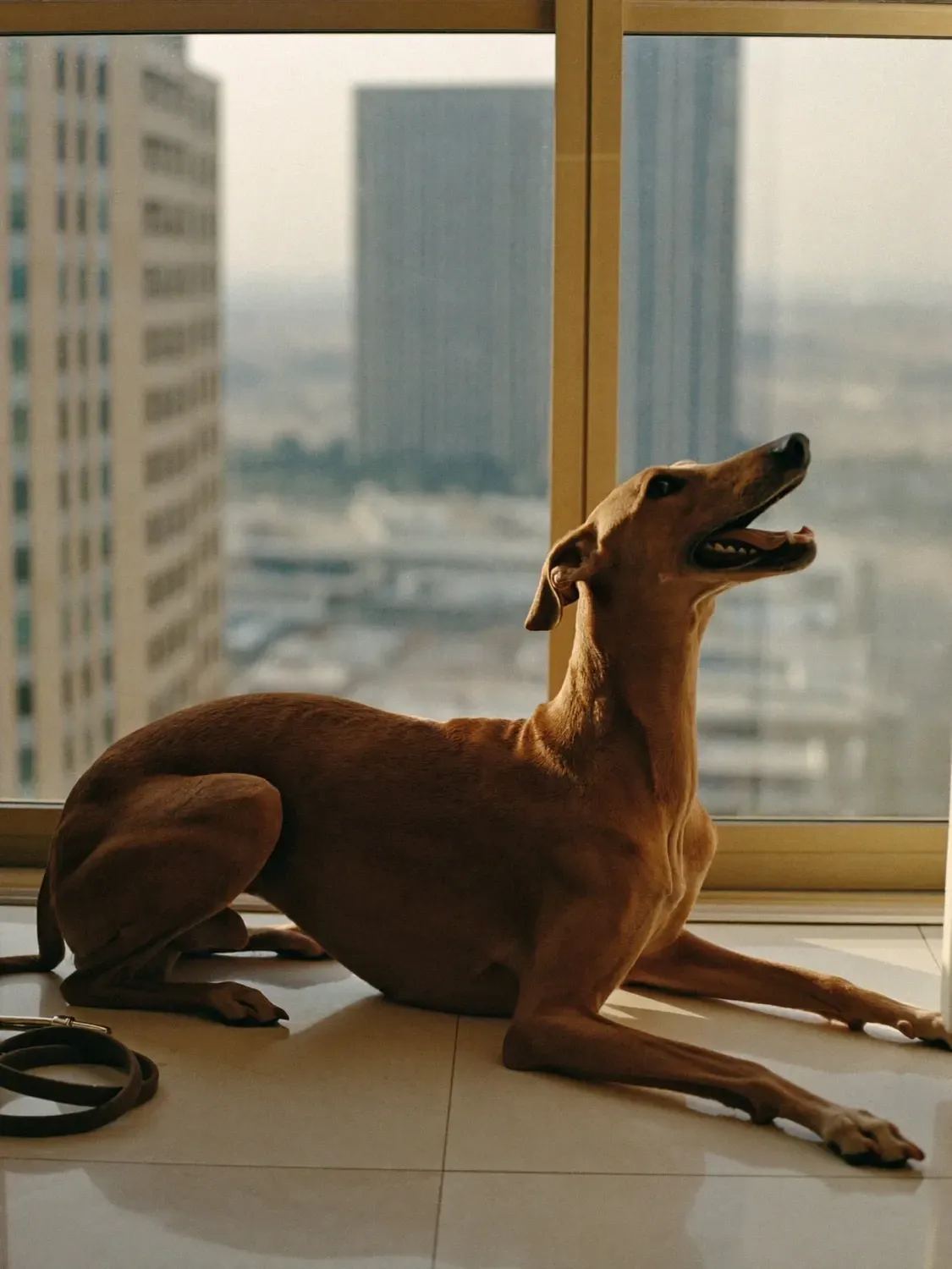 Saluki in Dubai, a chocolate adult lying on a marble floor by a high-rise window over the city