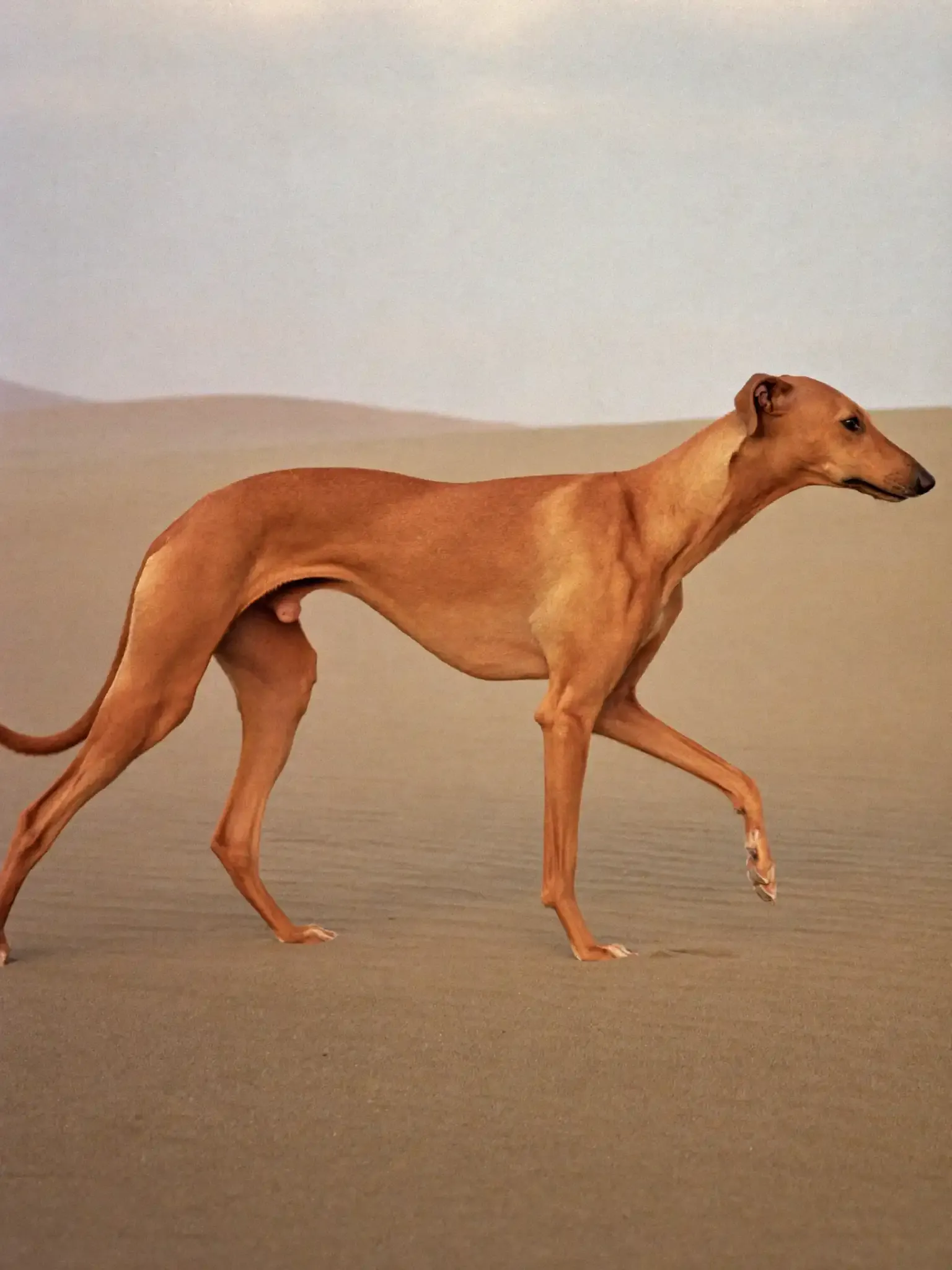 Saluki, a smooth red adult trotting across open desert sand