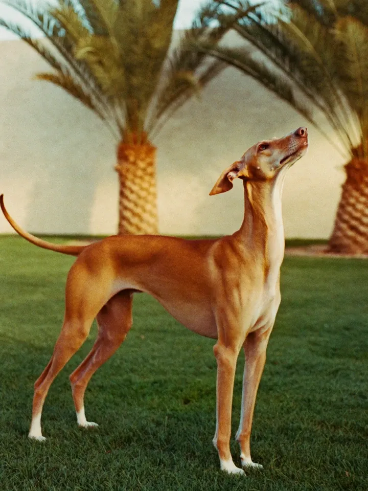 Saluki in Dubai, a red adult standing on a villa lawn under date palms, looking up